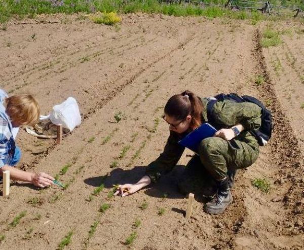 В Бурятии лесники выращивают более тысячи сосен