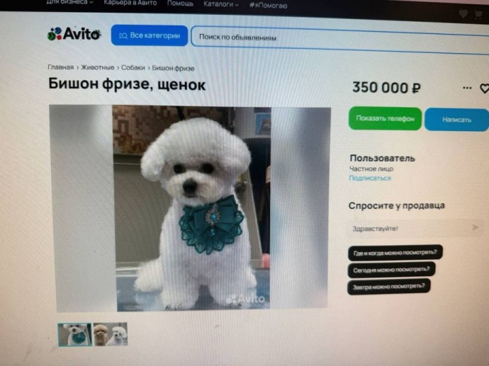 Что выбрать: породистую бишон фризе за 350 000 рублей или дворняжку за «спасибо»?