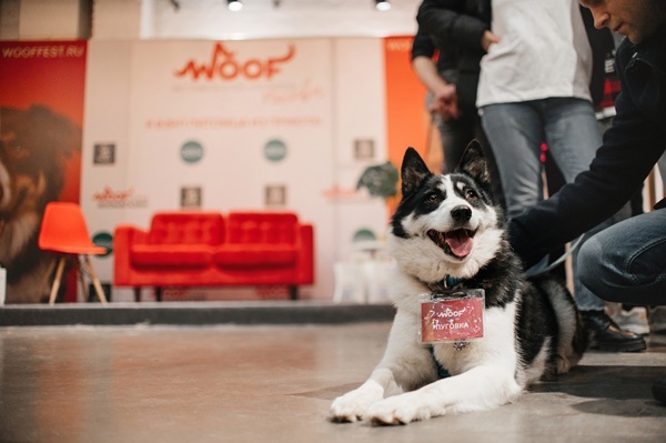Фестиваль WOOF в поддержку животных из приютов пройдёт в Москве в 13-й раз