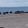 В Таранае коровы на море пришли и овец привели