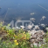 В СНТ Южно-Сахалинска обнаружили мёртвых птиц в водоёме