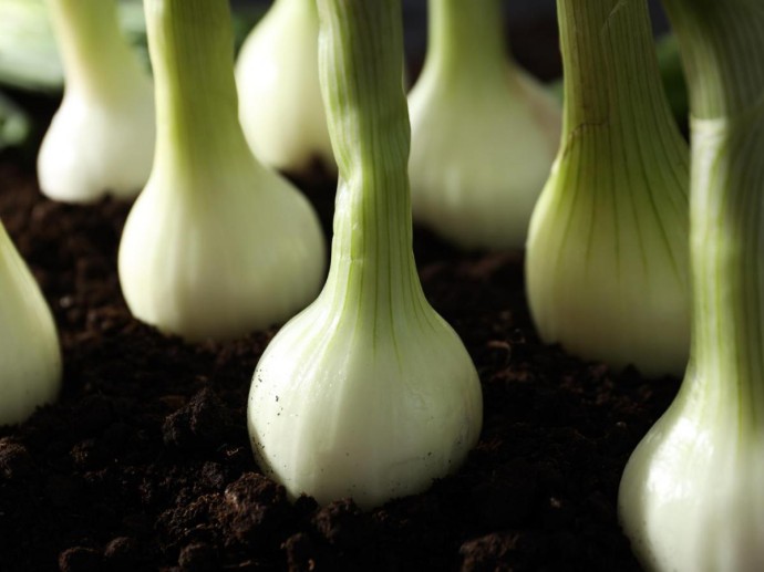 Посадка озимого лука в декабре снижает нагрузку на весенний огород — Actualno Посадка озимого лука в декабре снижает нагрузку на весенний огород — Actualno