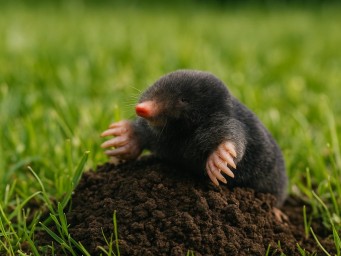 Кроты на участке: как определить их присутствие и безопасно выгнать с грядок и газона