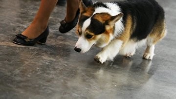 Суд вернул корги хозяйке спустя год после расставания с гражданским мужем