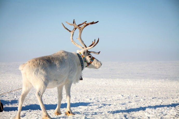 В Якутске подготовили креативных наставников для Арктики В Якутске подготовили креативных наставников для Арктики