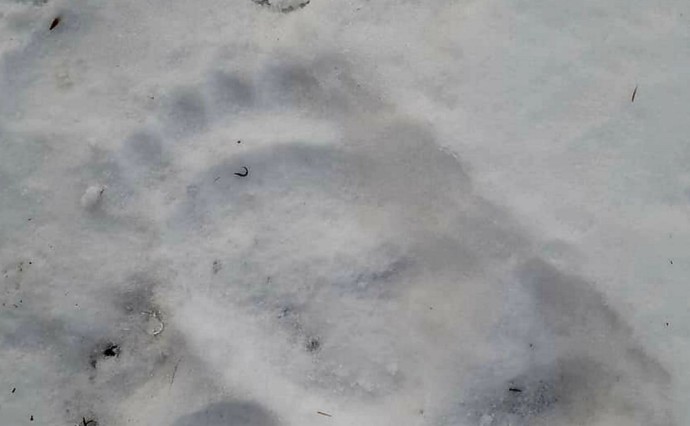 Рядом с Ногликами заметили следы медведя