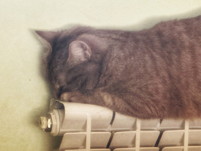 «Кошка на батарее» и новогодние подарки — лучшим потребителям в Костроме «Кошка на батарее» и новогодние подарки — лучшим потребителям в Костроме