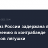 Биолог из России задержана в США по обвинению в контрабанде эмбрионов лягушки