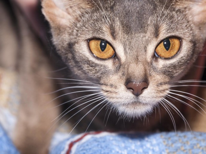 Кошки используют пристальный взгляд для привлечения внимания — Белновости