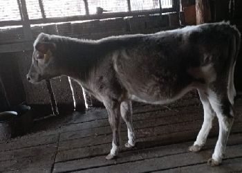 Амурчанка разводит коров, которые дают молоко со вкусом пломбира