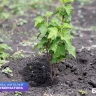 Для вкусного урожая. Белгородка оборудовала теплицу благодаря соцконтракту