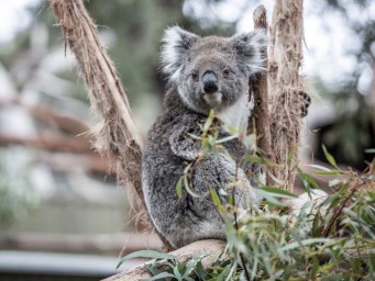 Австралия опубликовала план действий для построения «поддерживаемой ИИ экономики»