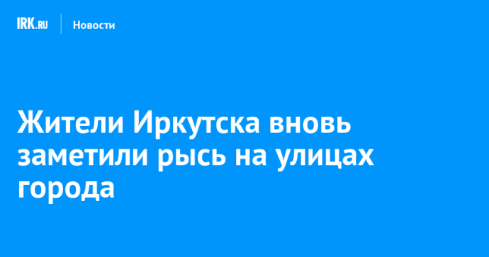 Жители Иркутска вновь заметили рысь на улицах города
