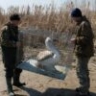 Раненую астраханскую цаплю экстренно перевезли в волгоградский реабилитационный центр