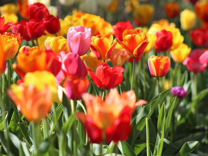 Луковицы тюльпанов охлаждают перед посадкой — агроном Надежда Пономаренко Луковицы тюльпанов охлаждают перед посадкой — агроном Надежда Пономаренко