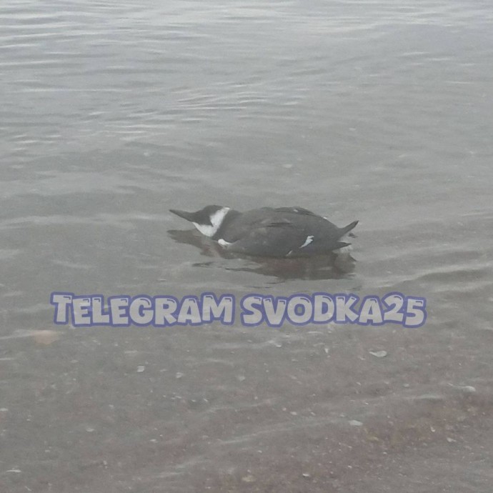 Во Владивостоке в районе Седанки нашли птицу-двойника пингвина