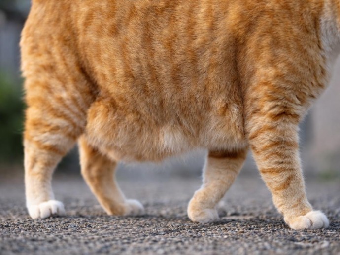 Висящий живот у кошек чаще всего является нормой анатомии