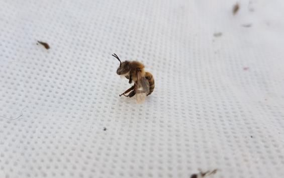 В Курской области за сезон зарегистрировали два случая массовой гибели пчел