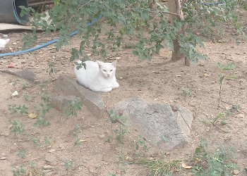 Близнецы могут оказаться под наблюдением, Водолеям необходима чья-то помощь