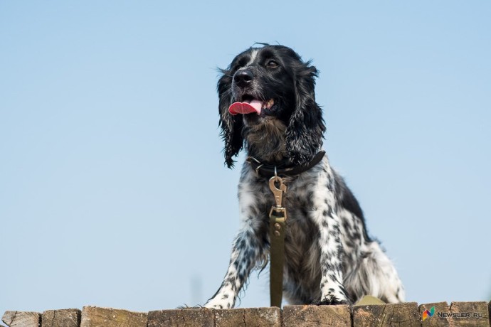 Зачем собаке нужны игрушки и почему одни работают, а другие — нет: советы кинологов