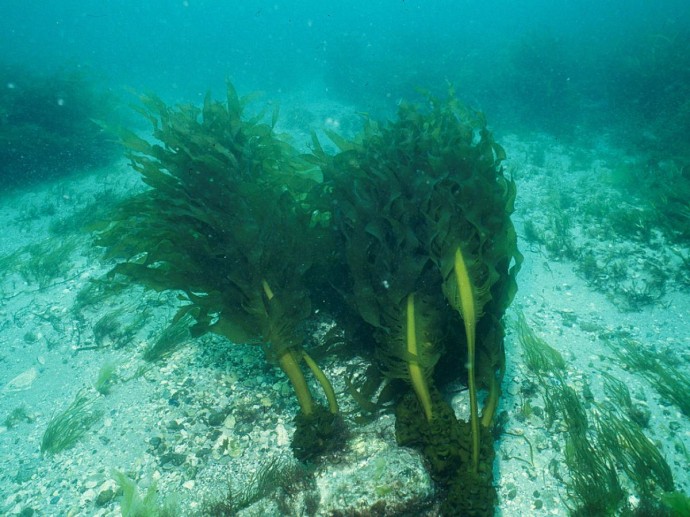 В Карелии готовится к запуску завод по глубокой переработке водорослей Белого моря