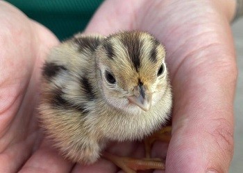 Амурчанка создала перепелиную ферму на 2 500 птиц благодаря гранту