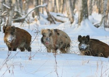 Сезон охоты на кабана, зайца и лисицу закрыли в Приамурье