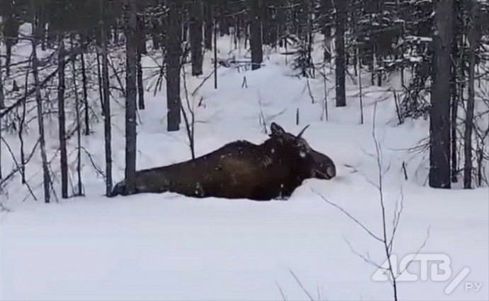 На Сахалине спасли лося, который запутался в проводах в лесу
