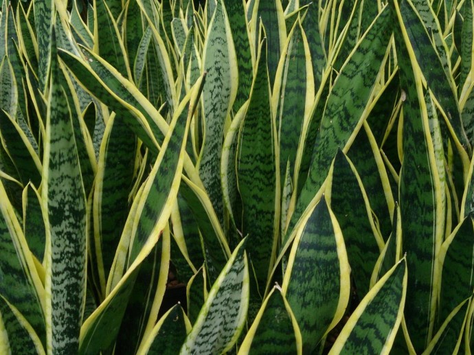 Рисовая вода подходит для подкормки змеиного растения — Actualno