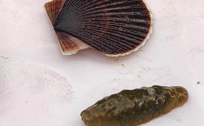 На Сахалине и Курилах в море выпустили более 56 млн молоди гребешка и трепанга