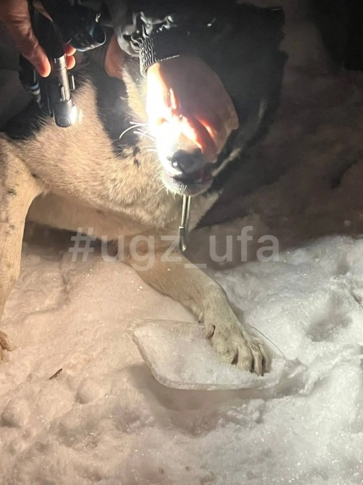 В Уфе спасатели избавили собаку от металлической ловушки