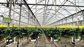 Дмитрий Патрушев: Внедрение газопоршневых электростанций на предприятиях АПК позволит снизить себестоимость сельхозпродукции