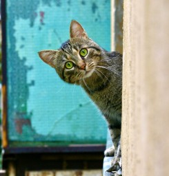 Пути древних кошек