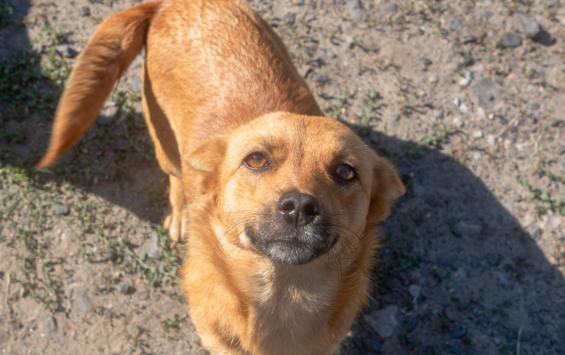 Девять слепых жителей Курской области получили собак-проводников и поддержку соцфонда
