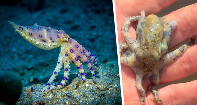 Турист поиграл с «тихой смертью» на пляже: Опасность, о которой не подозревают даже опытные путешественники Турист поиграл с «тихой смертью» на пляже: Опасность, о которой не подозревают даже опытные путешественники