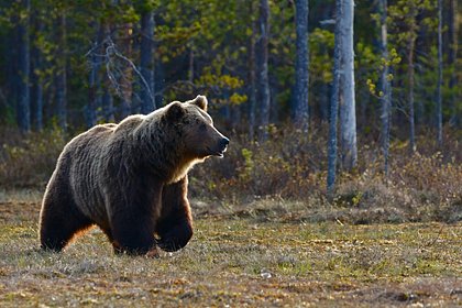 Медведь напал на пожилого мотоциклиста в горах