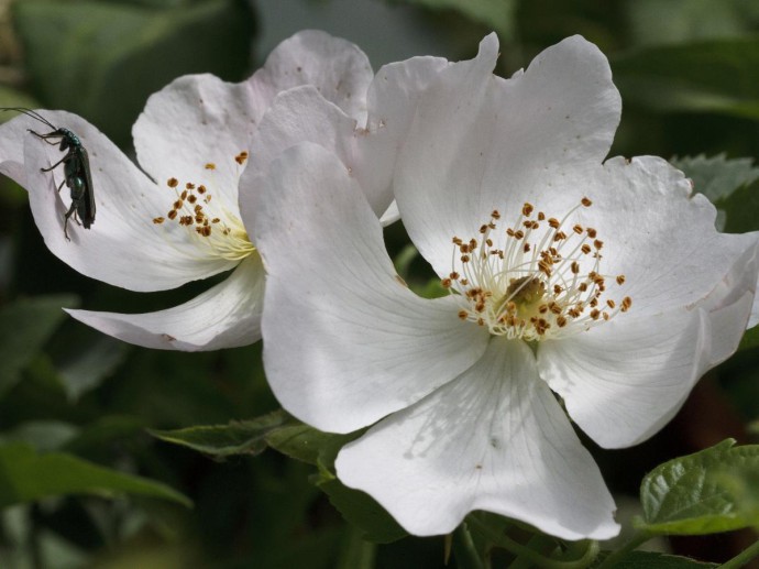 Цветки шиповника сработали как магнит для опылителей — Ciceksel