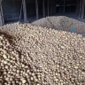 В Архангельской области началась уборка картофеля