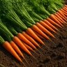 Подзимний посев моркови проводят при +1..+3 °C — садовод Татьяна Светлая
