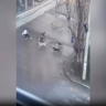 В Дагестане 11‑летнего школьника атаковали семь безнадзорных собак во дворе школы