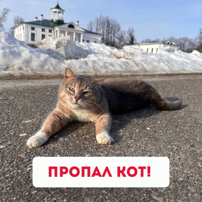 Музей-заповедник «Карабиха» потерял «душу»: объявлен поиск кота Василия Музей-заповедник «Карабиха» потерял «душу»: объявлен поиск кота Василия