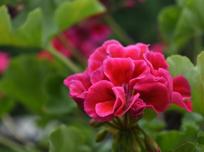 Зимовка герани в помещении требует пересадки и солнечного места — агроном Маттус