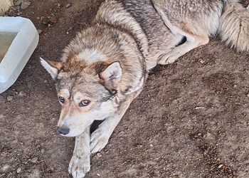 В Белогорске с начала года отловили более 150 бездомных собак В Белогорске с начала года отловили более 150 бездомных собак