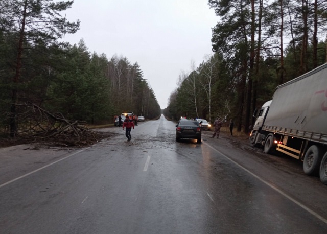 В Мордовии срубленное дерево упало на проезжавшую мимо машину, пострадала женщина В Мордовии срубленное дерево упало на проезжавшую мимо машину, пострадала женщина