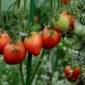 Россия существенно сократила закупки томатов из дружественной страны
