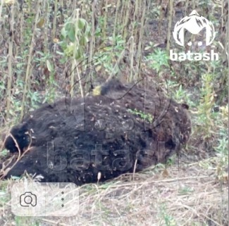 В Башкирии «Шевроле - Нива» насмерть сбила медведя