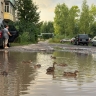 Пернатые рады, водители — нет: огромная яма на костромской дороге превратилась в пруд для уточек