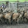 Российские олени скоро поедут в Китай