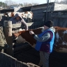 Прививки от бешенства в Приамурье получили свыше 17 тысяч животных