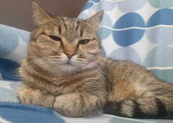 Ракам день подарит вам чувство победы, Львам нельзя идти напролом Ракам день подарит вам чувство победы, Львам нельзя идти напролом